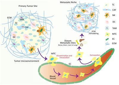 Forces at play: exploring factors affecting the cancer metastasis